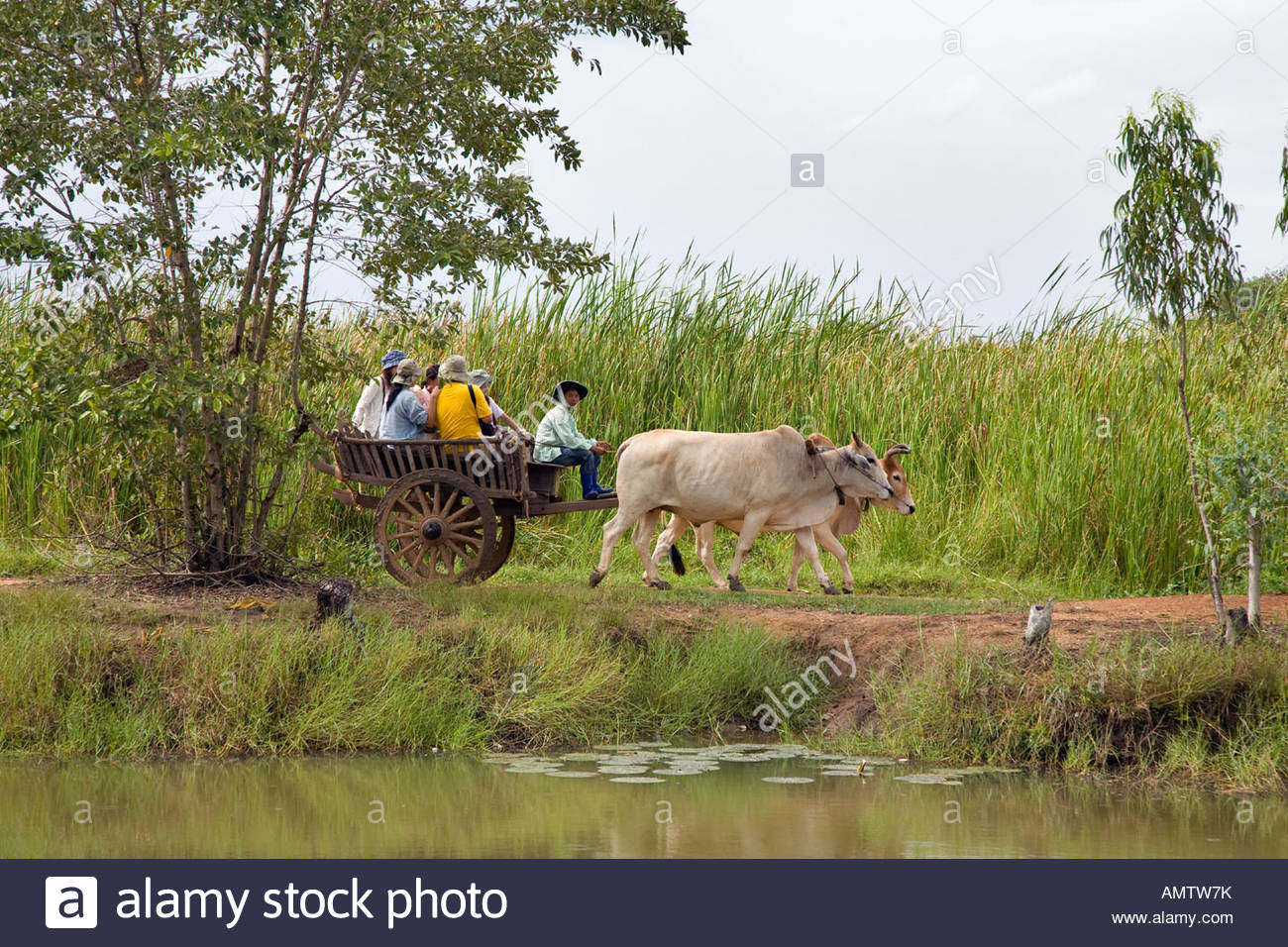 bullock-cart-pattaya-thailand-AMTW7K.jpg.d3258a214e41c9318741168548707522.jpg