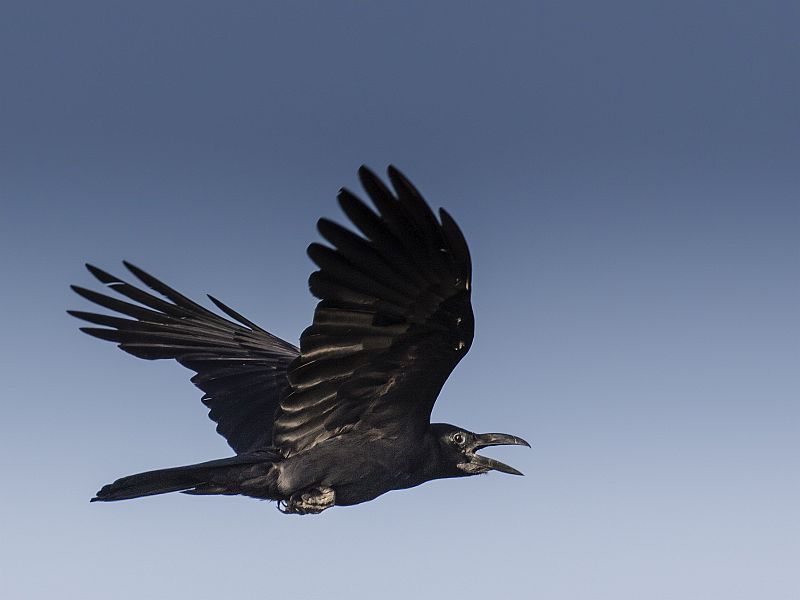 crow01b.jpg.4054d4c7a26947391c0faaa95e1339a5.jpg