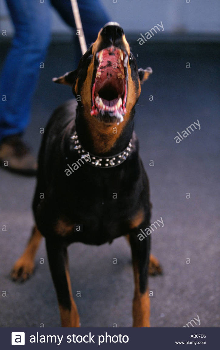 doberman-pincher-guard-dog-is-restrained-by-his-handler-while-lunging-AB07D6.jpg