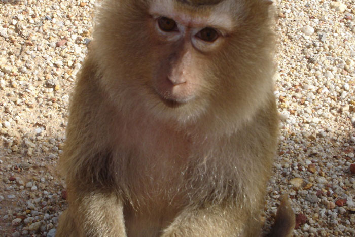 meeting-resolve-monkey-business.jpg