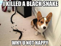 5909c0f95f8a0_blacksnakeedit.png.24859a6cd0064d77fdb1617308e08141.png