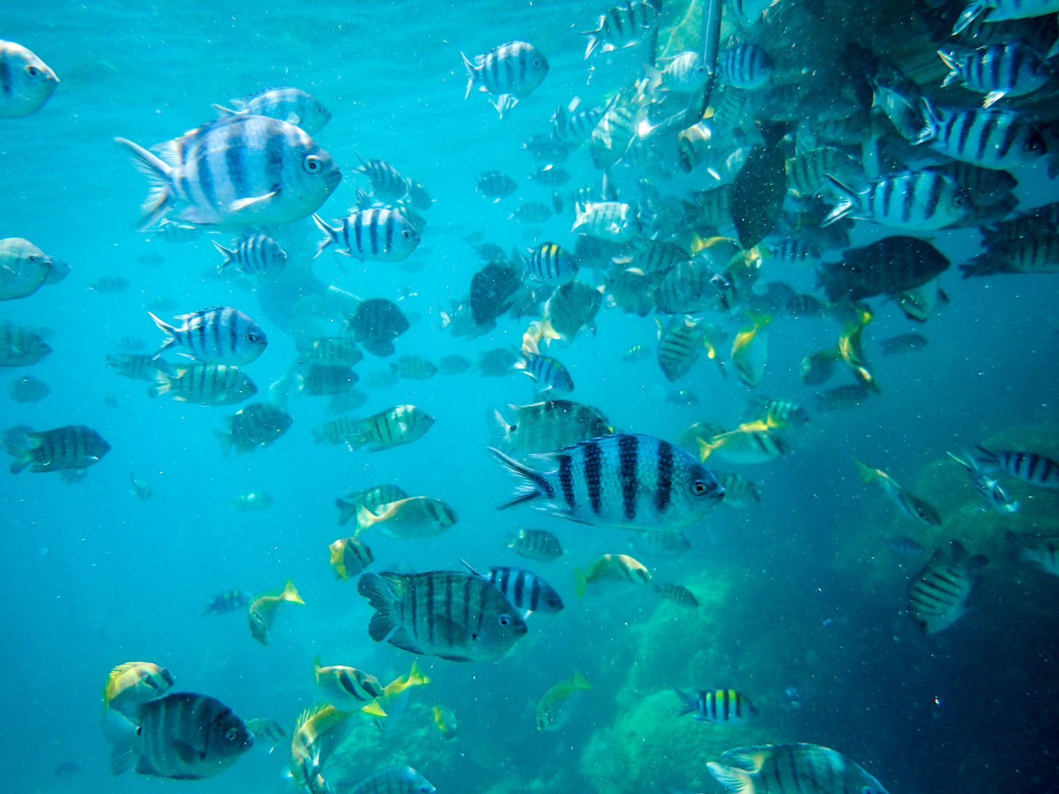 Angthong Marine Park May 2017-5030041.jpg