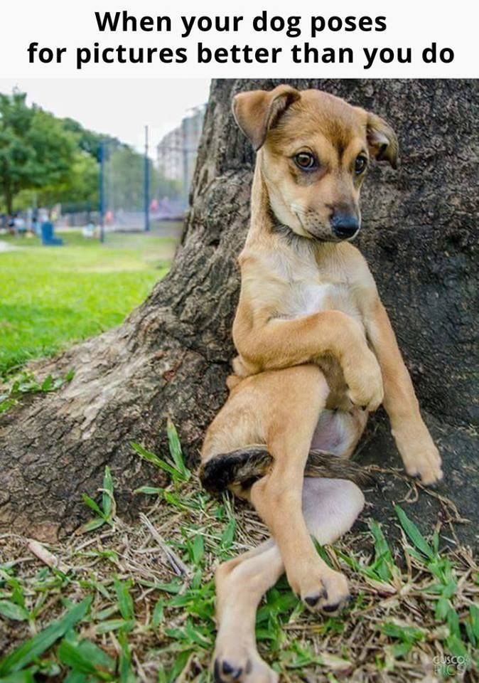 590c2cd0df648_CUTEDOGok.jpg.36d05724080472e02f3ceec9d9390890.jpg