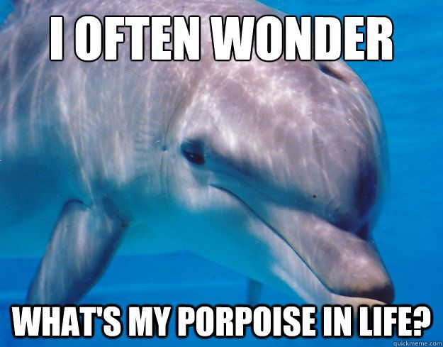 590c2da162140_porpoiseinlifeok.jpg.52105aacfc4f9f17a4762e37e71c1f6f.jpg