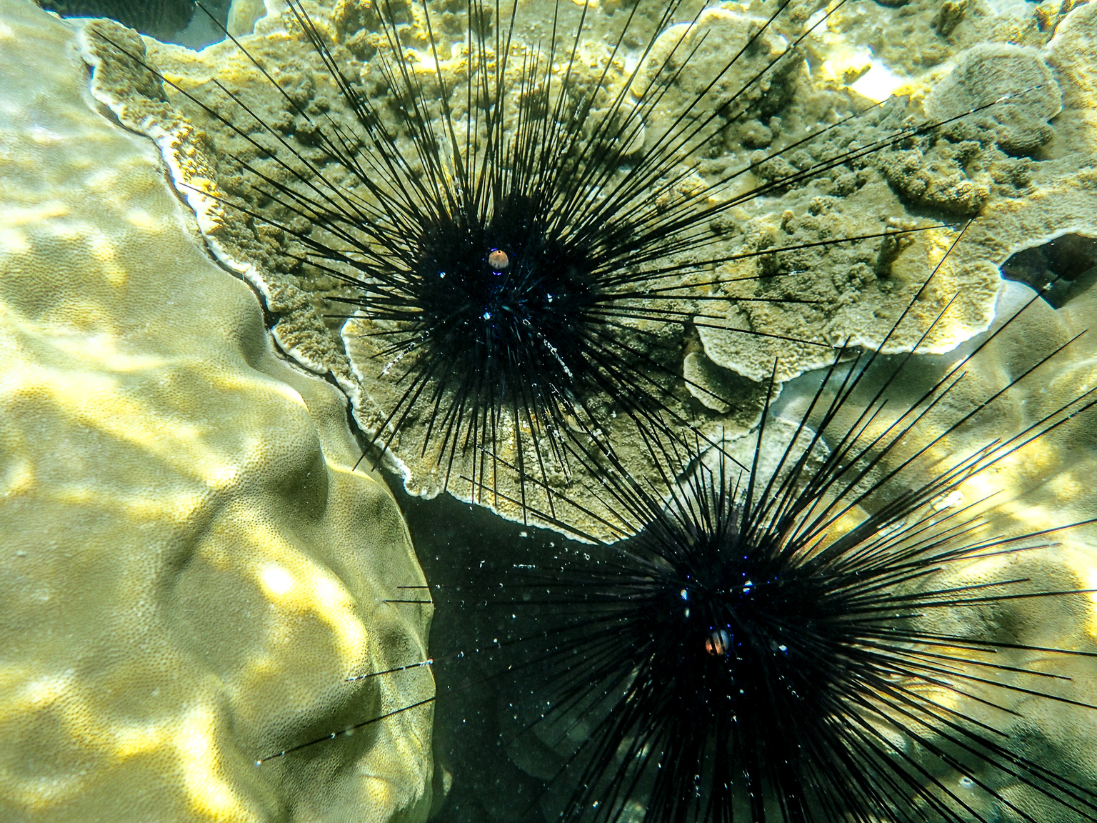 Angthong Marine Park May 2017-5030081.jpg