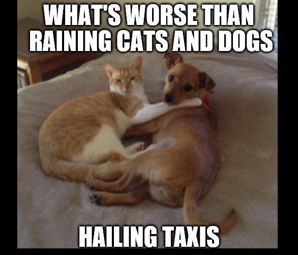 5917f57eb1e98_RAININGCATSDOGS.jpg.ca52e53a0f5f26c4b23ccb56c3d432a9.jpg