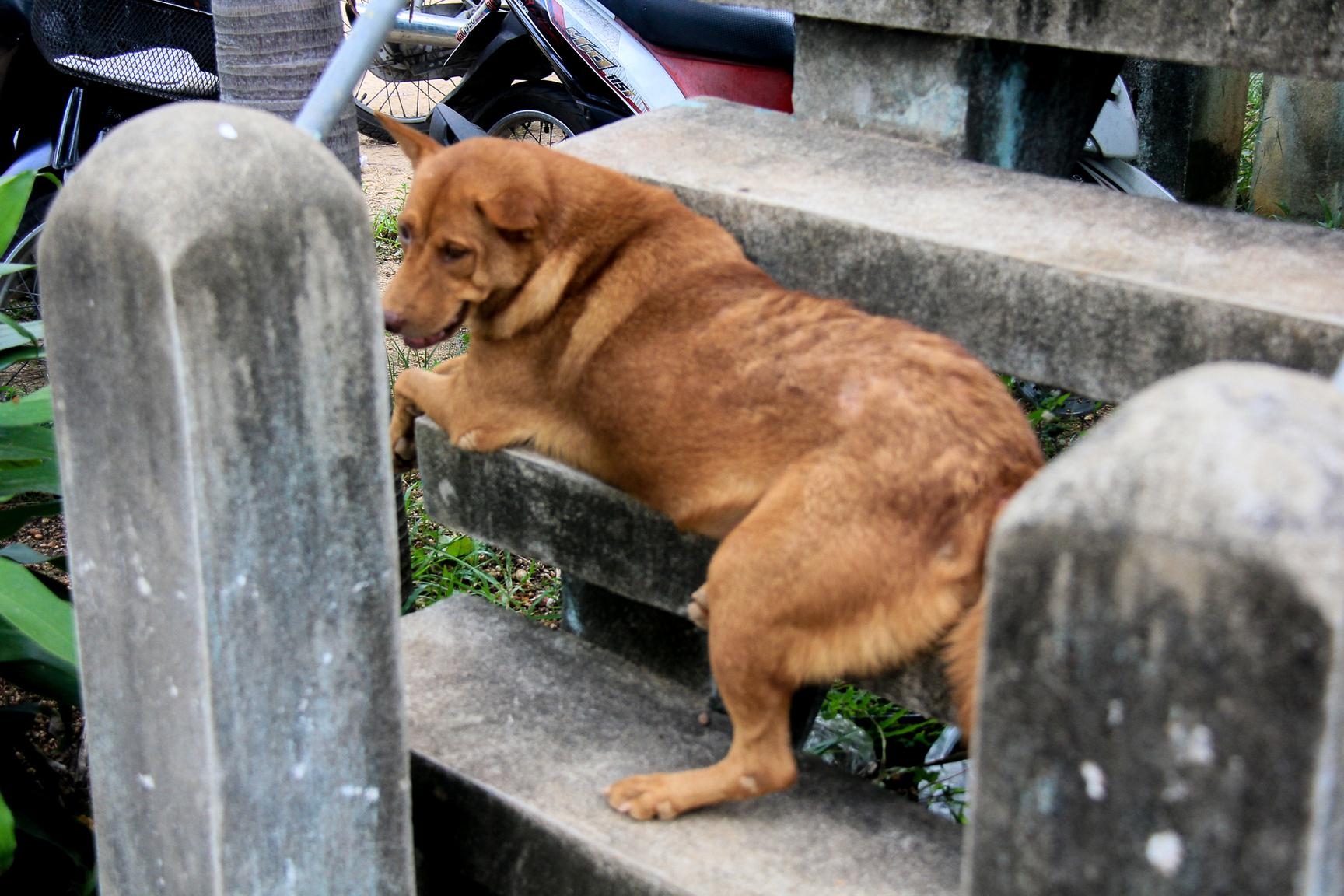 Burmese Temple fest 2017 -0206.jpg