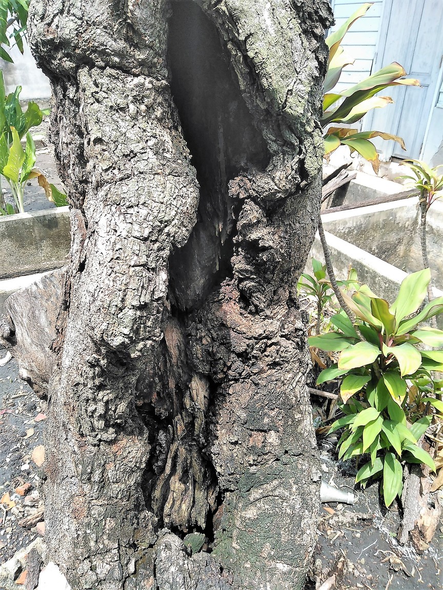 591fcc53d6437_Oldtree.Deadalready..thumb.jpg.6ca04a7ae684cbc1ab3ce93929fd24eb.jpg