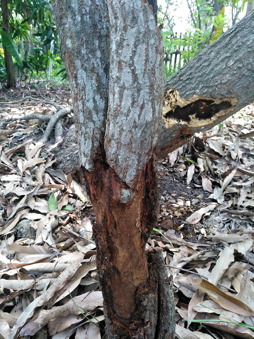 591fcc799b381_4-5yearoldtree.thumb.jpg.1c5d4482103e9ab5d17a13c89fb51008.jpg