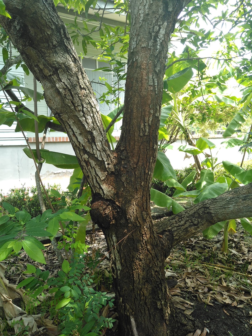 591fcc8ec6fcc_Veryoldtree.thumb.jpg.e0d8837dc779fba956cd95df69c8a3e9.jpg