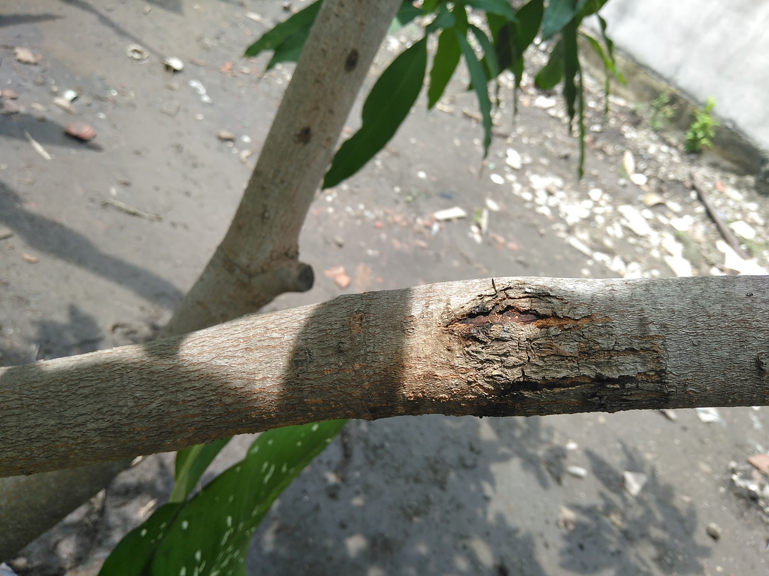 Young tree.jpg