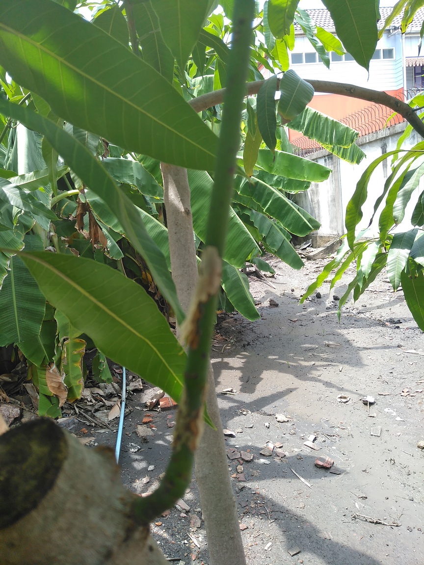 591fcca85ee2d_Youngtree(2).thumb.jpg.e459896153bee1a42e25861624a791bd.jpg