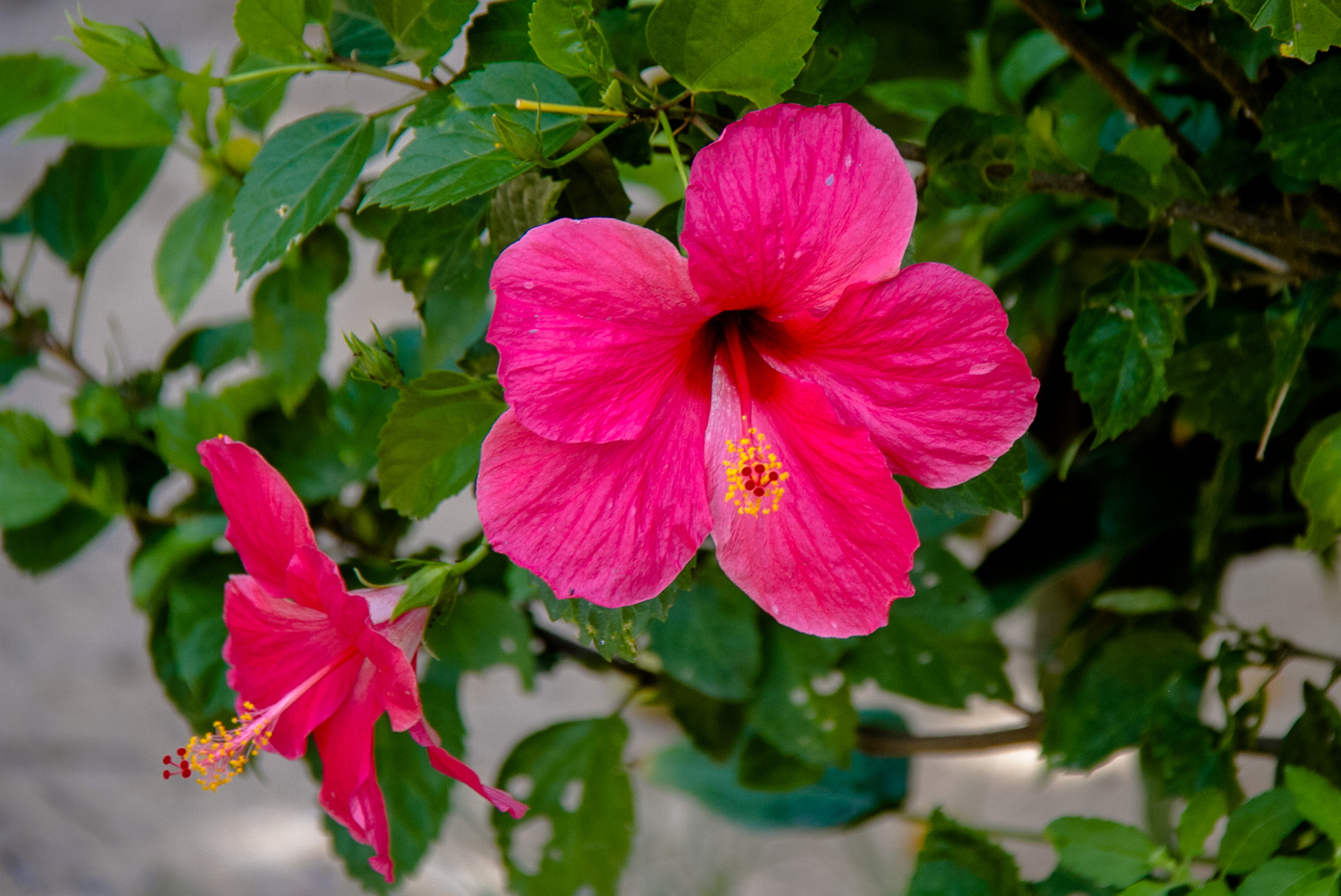 Black Rose rocks Maenam -1959.jpg