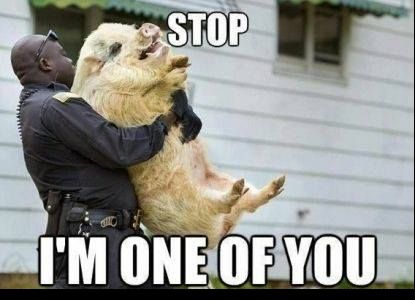 5927cf16cc616_policepig.jpg.8201ce75f160a139325e08b98b61f66a.jpg