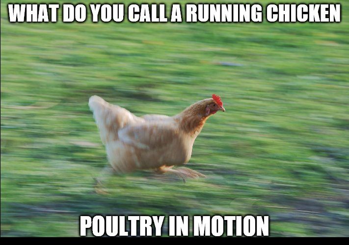 592917fded4f5_PULTRYINMOTION.jpg.4ec9f093e9298ba1828444e6927998f0.jpg