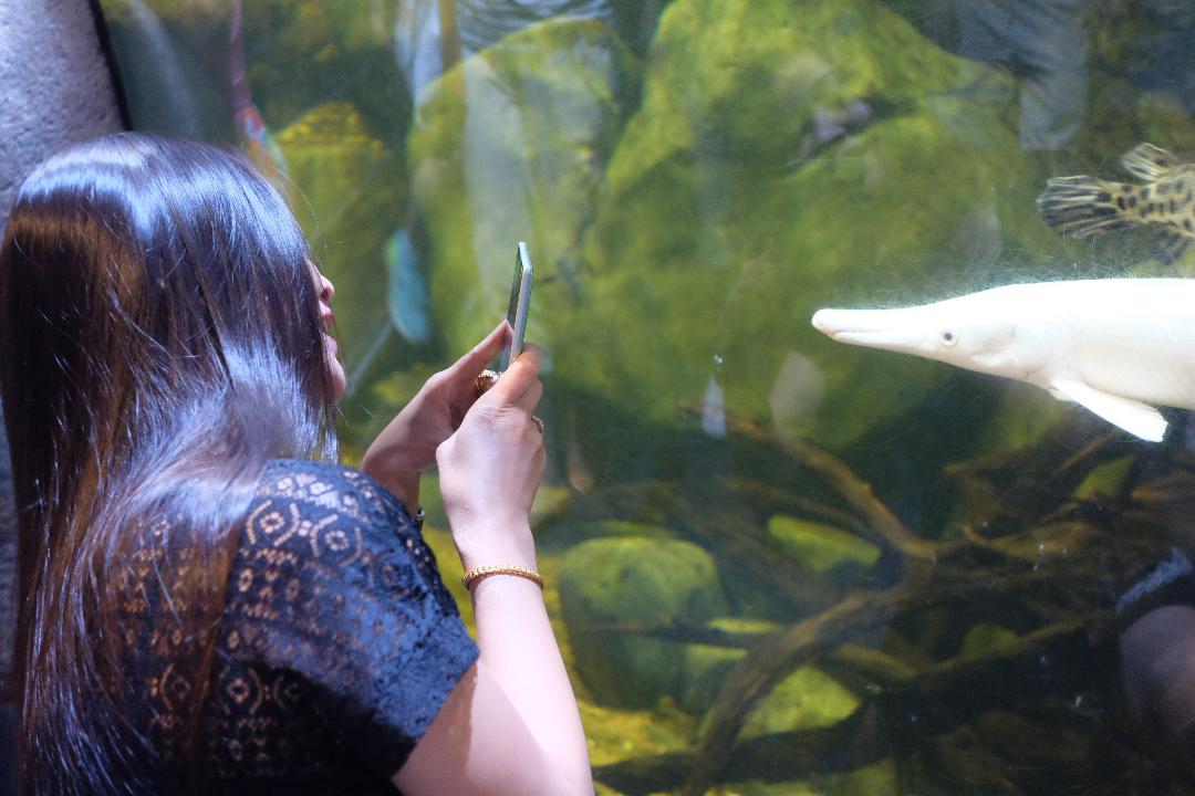 Cat-Fish.JPG.a5a1707ba3f700c49c05c53d9d70a3ae.JPG