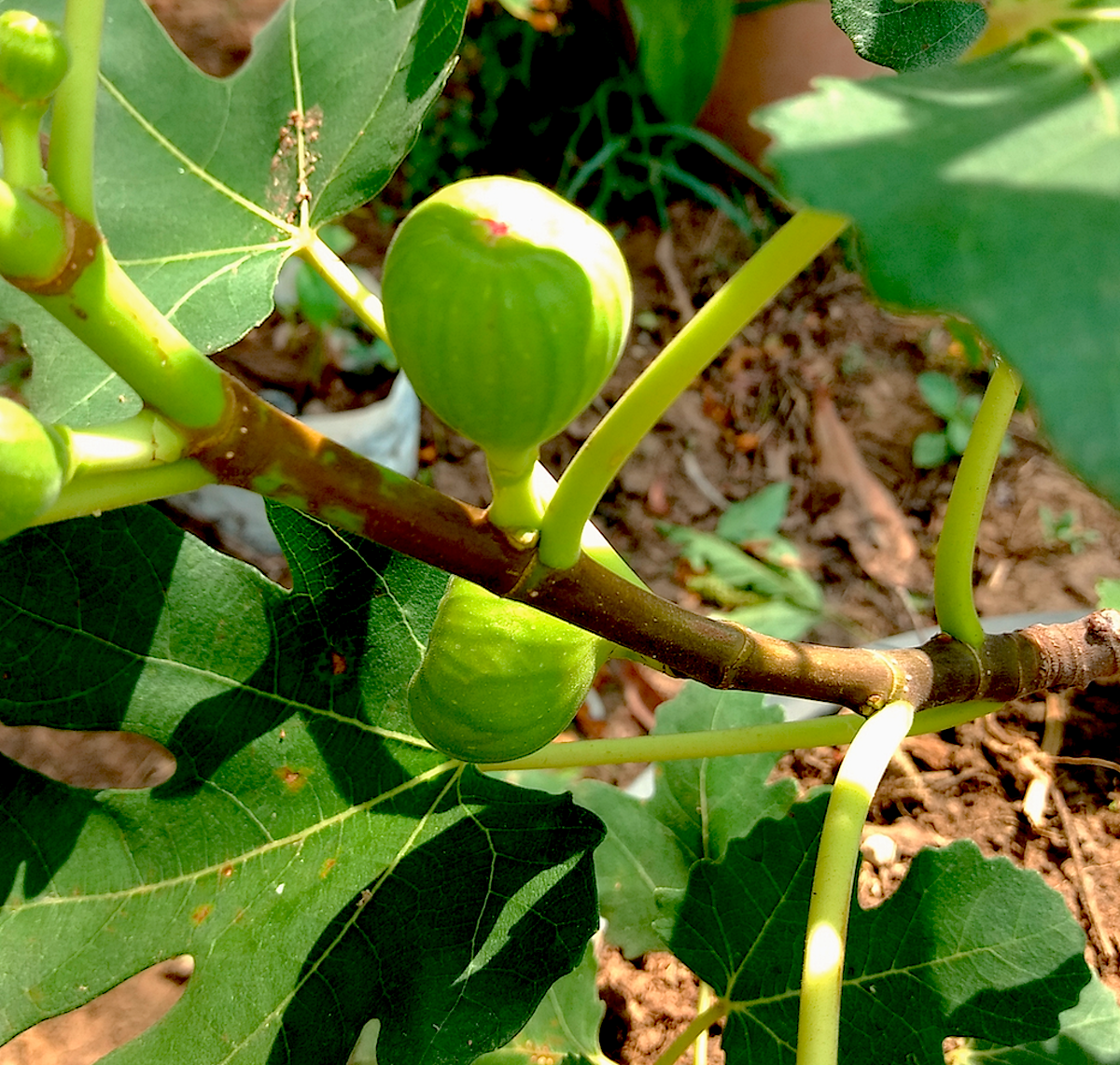 fig growing - Farming Thailand Forum - Thailand News, Travel Forum - ASEAN NOW