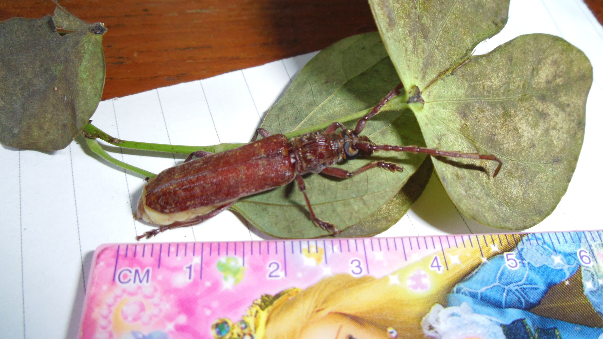 IMGP0928.JPG