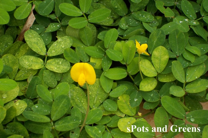 arachis-pintoi-2.jpg.423462ada64a7503c738925742bbf1ef.jpg