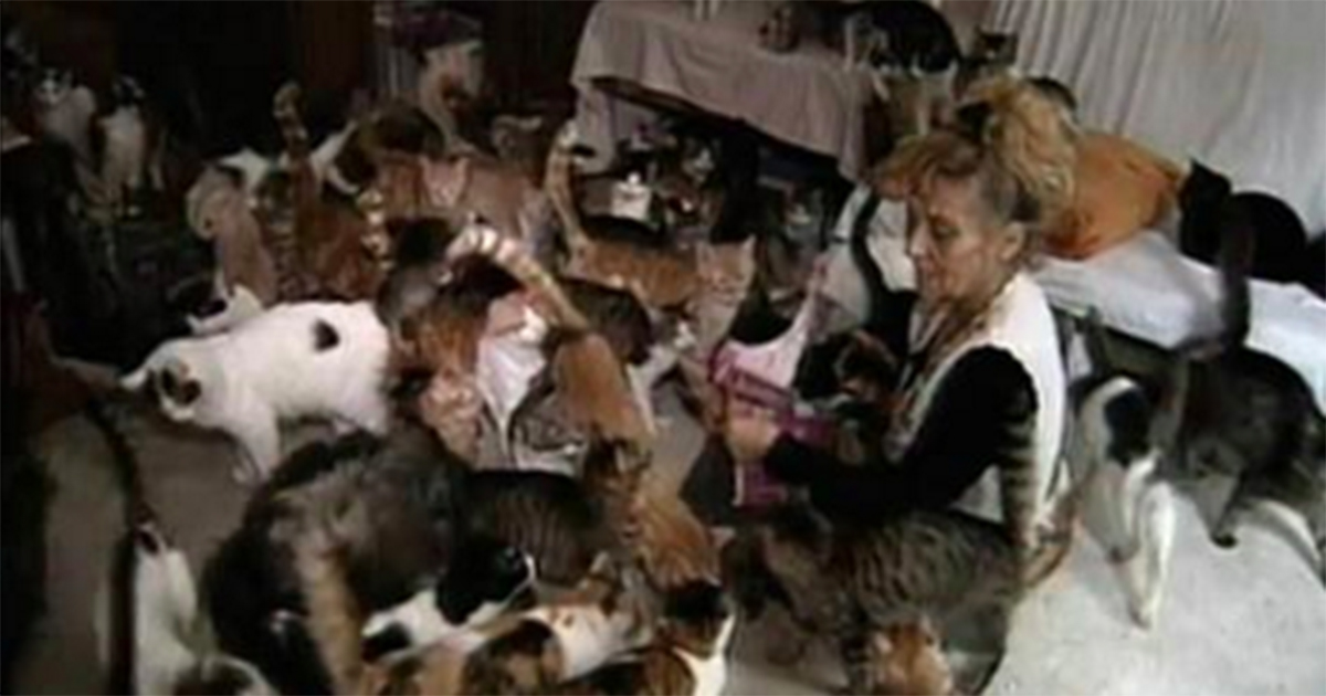 cat.jpg.a04b1a887ab0d9eefec3dac7055eaebd.jpg