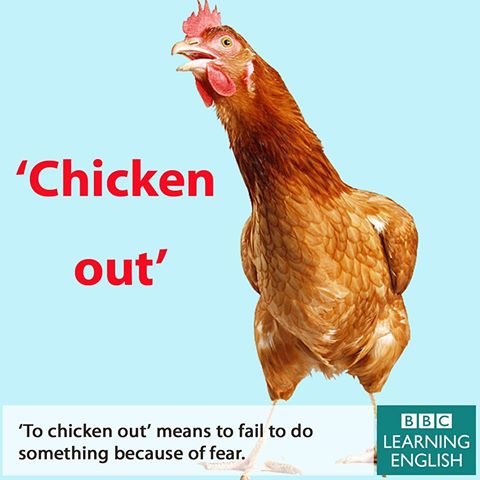 chick.jpg.b6241302efa5341c9553f53e15160746.jpg