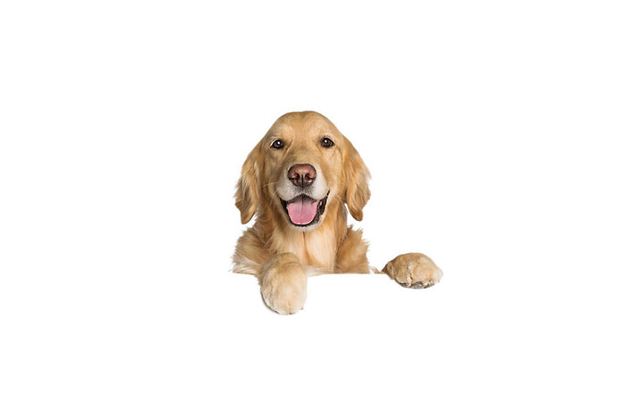 dog.jpg