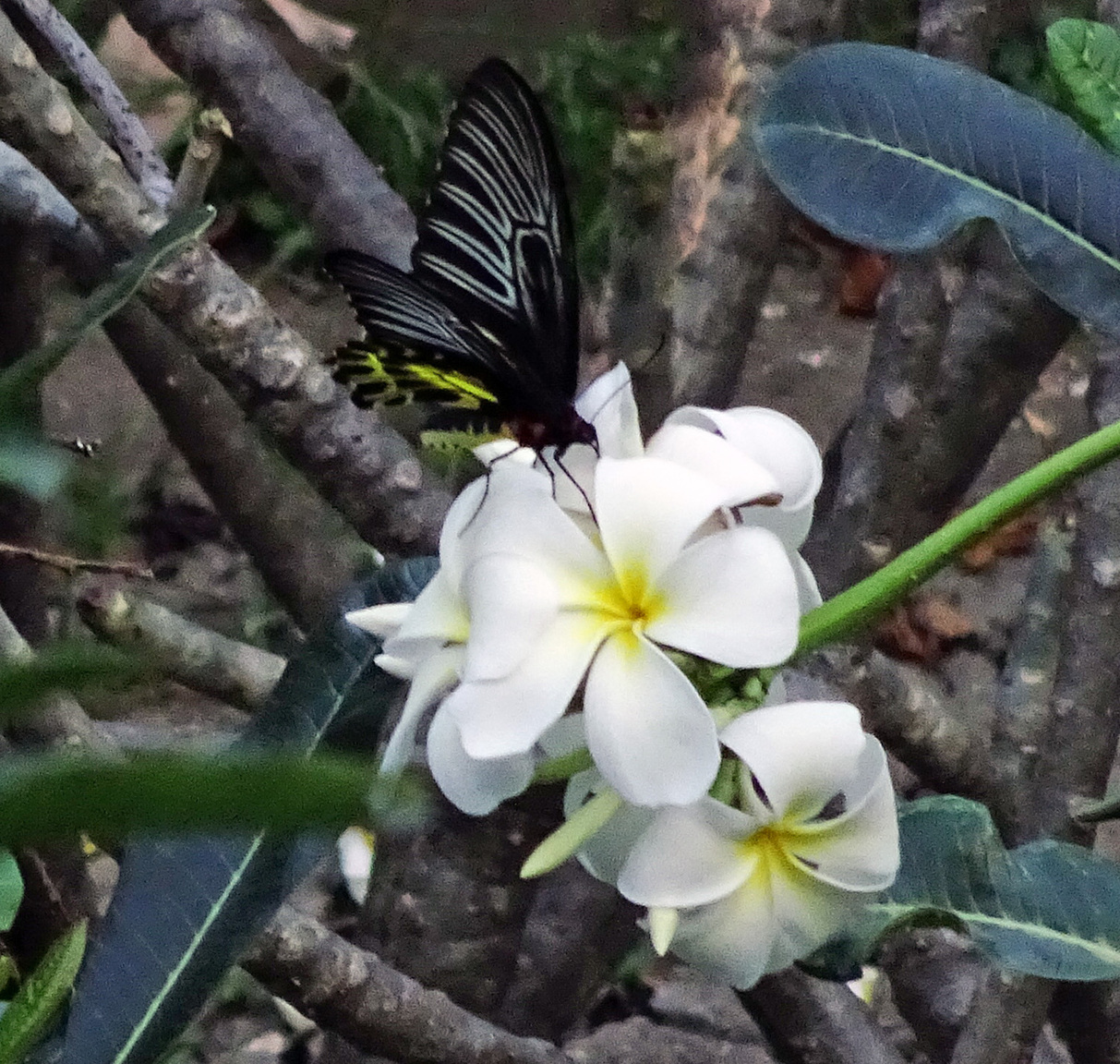 goldenbirdwing.thumb.JPG.0656111789982e555fd18762c2a52d64.JPG