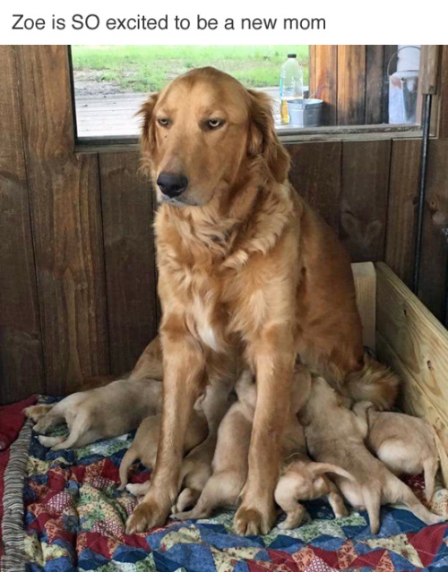 new-parent-dog-not-excited.jpg.46ca4f7989681837f28eb7e54e780500.jpg