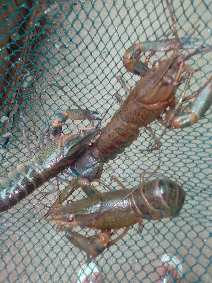 received_182009125659445.jpeg