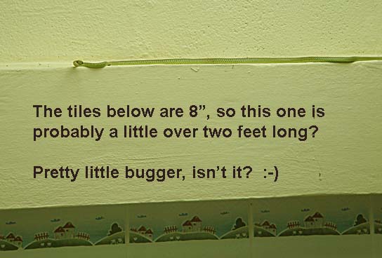 snake.jpg.b2f5103d8d762efc073aaf2196000b0b.jpg