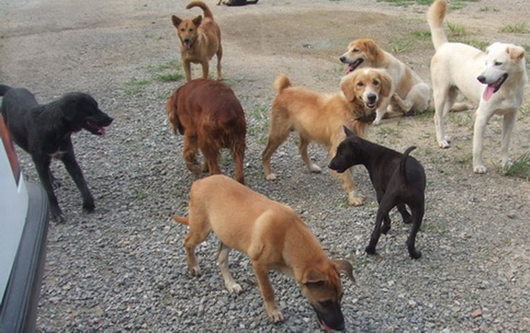 templedogsafter1year.jpg