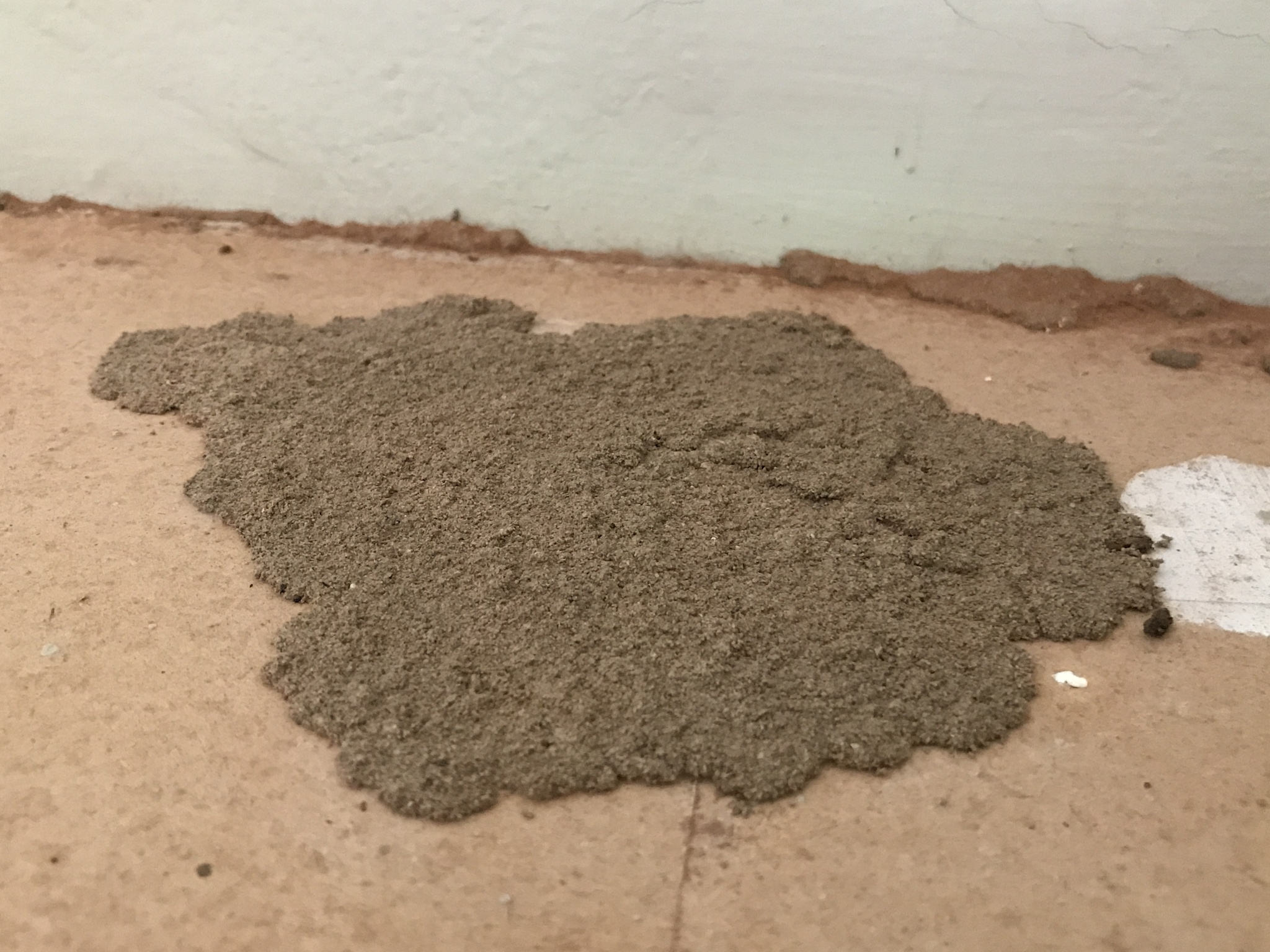 termites2.JPG