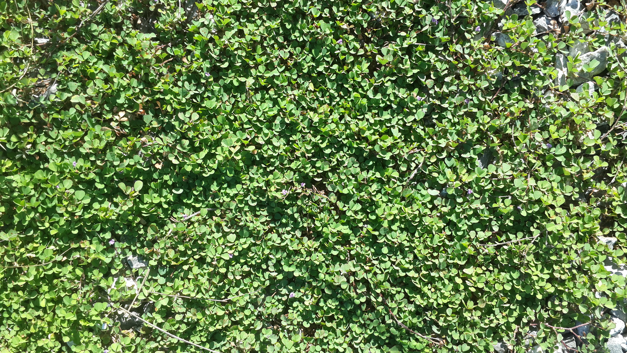 20170606_081525.jpg