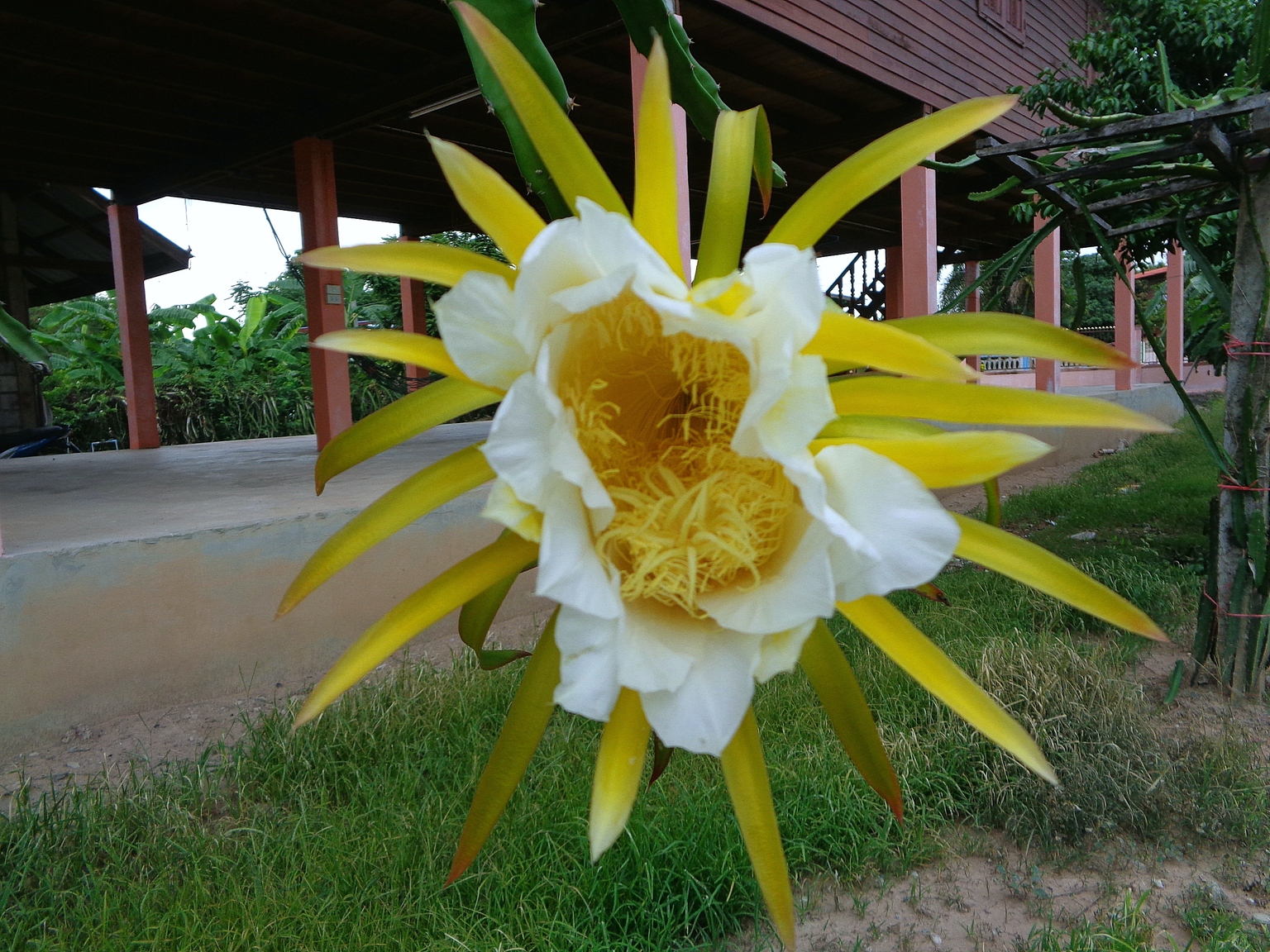 Dragonfruit flower DSC01171.JPG