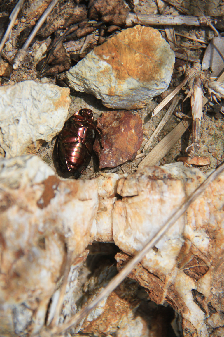 Black Rose rocks Maenam -1945-2.jpg