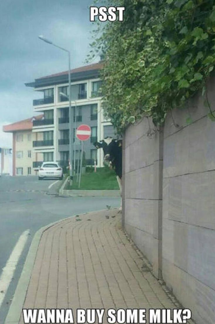 5937b4da5ff58_buymilk.jpg.f5120361833ba60660a2bd35c6f80edd.jpg