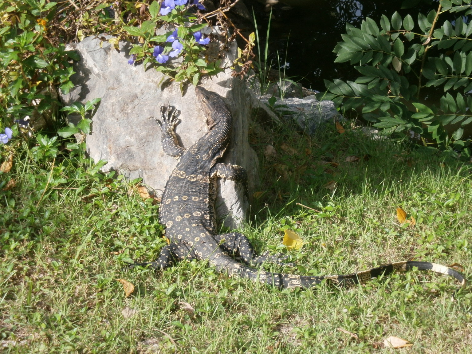 Fred Taking the sun.JPG