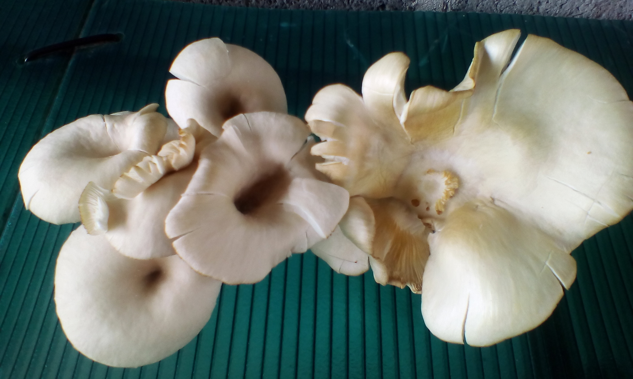 5949b494f421b_Mushroom001.thumb.jpg.58944bde9f867a6eef7131b2cd057855.jpg