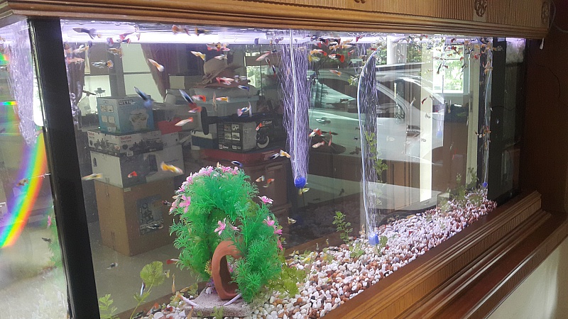 594ce2afe324f_New_Fish_3(2).jpg.4102899fbc3de3fbb03a2aa309fba58a.jpg