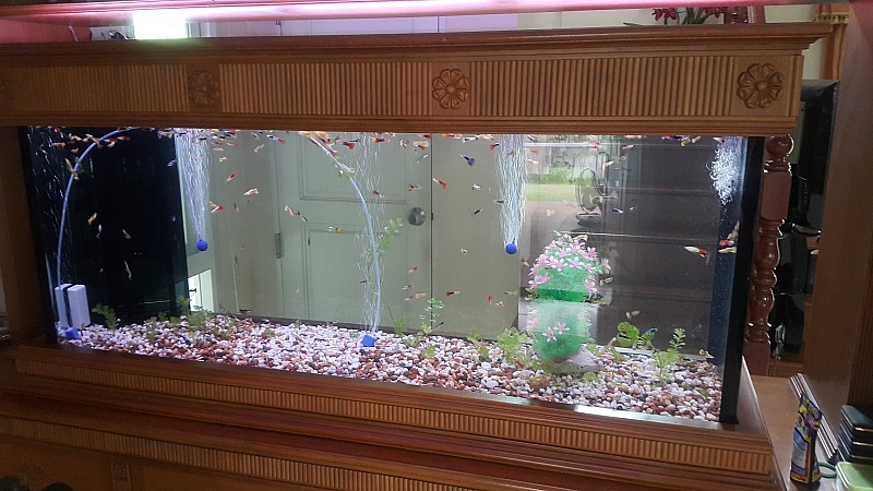 New_Fish_1.jpg.5c4ed42e496a4a5b796305b675a221c9.jpg