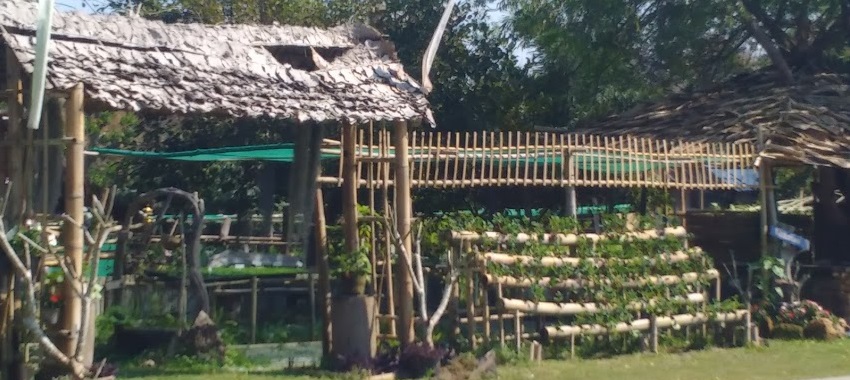 ThaiVisa_hydroponic_strawberries.jpg.c92df8e098d5d8c8a0da12ef4ea206b6.jpg