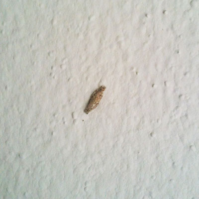 house moth cocoon