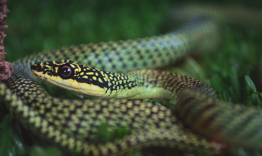 golden-tree-snake1.jpg