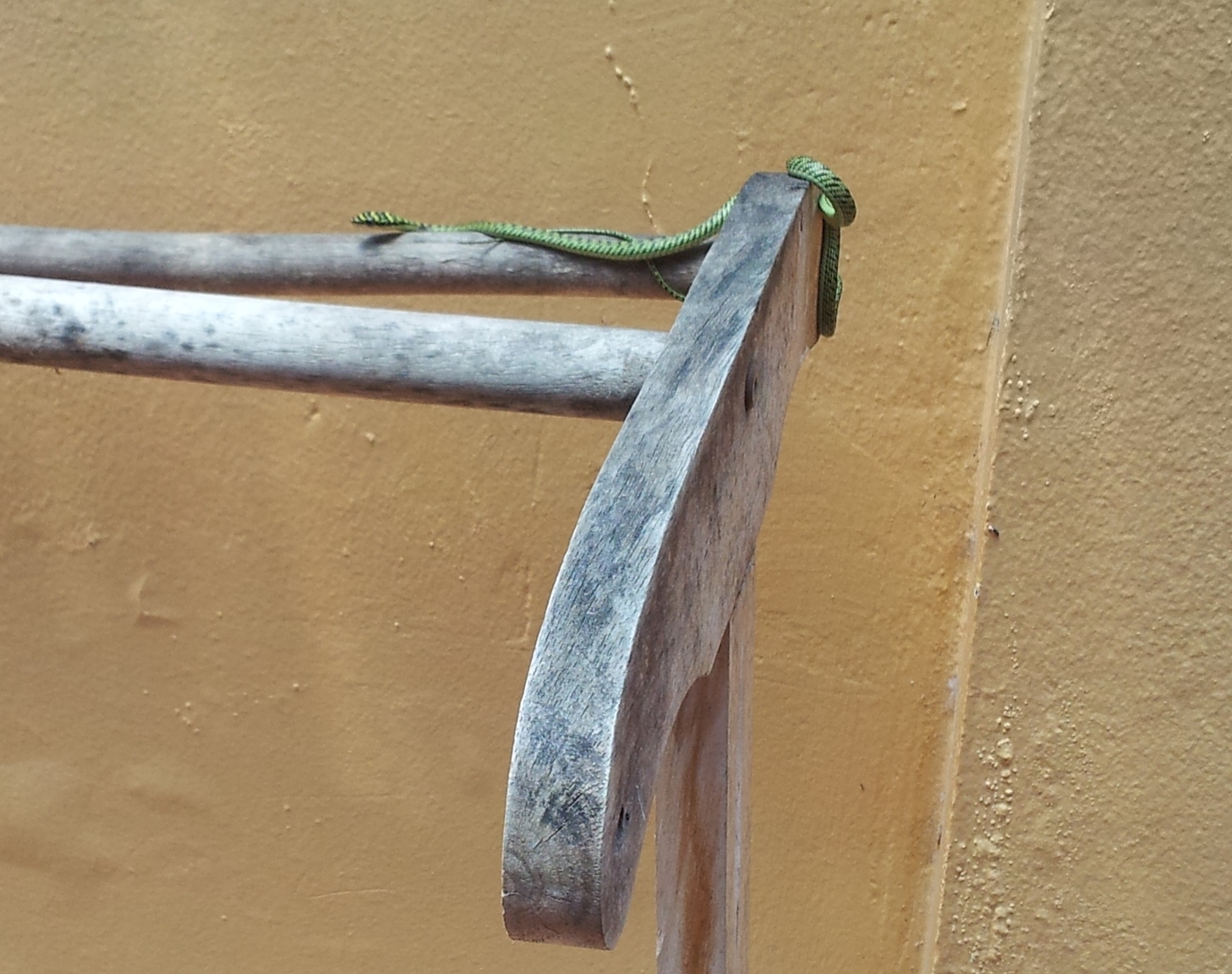 snake.thumb.jpg.1ae126d0db9abf998f599d14820fa9a7.jpg