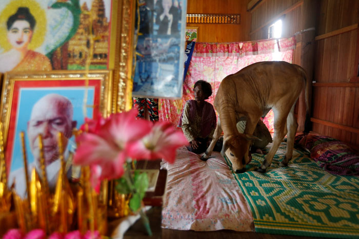 2017-07-20T031430Z_1_LYNXMPED6J059_RTROPTP_4_CAMBODIA-COW.JPG
