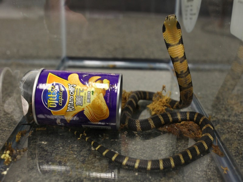 2017-07-26T012509Z_2_LYNXMPED6P031_RTROPTP_3_USA-SNAKE-SMUGGLING.JPG
