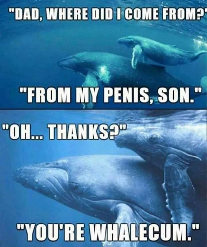 595af23944ffe_whalecum.jpg.25108f8f8f74038a2bcfe87e2a488c4a.jpg