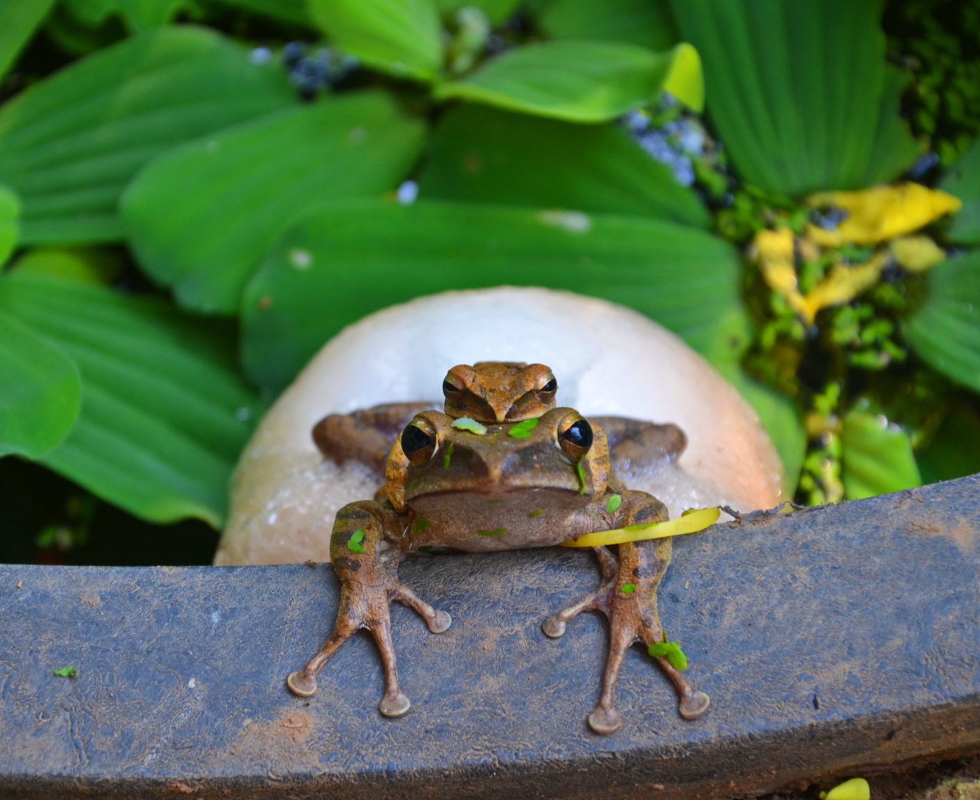 Thai frogs.jpg