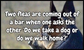 597309240d59d_fleasondog.jpg.ebf1896842b3617f2bab44f8781e5c7e.jpg