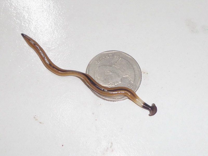 59773d1b1ceb2_HammerHeadWorm.jpg.735972108272f76e7502211f4b7239fc.jpg